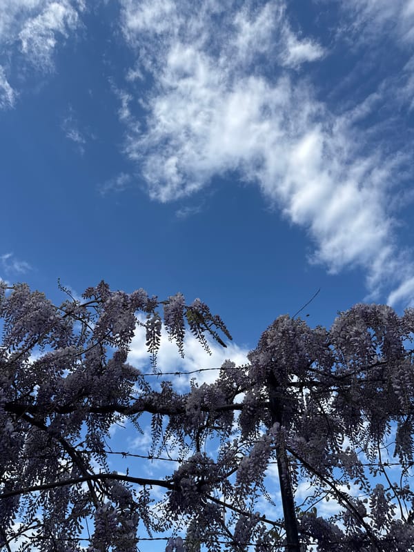 Man exercises on balcony amid spring blooms in Montenegro