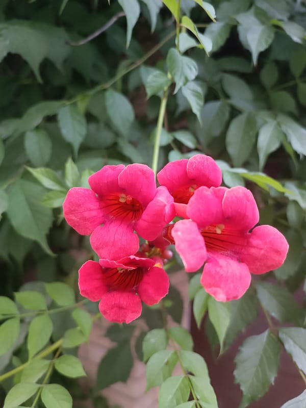 Flowers, food, and football cheers from Zaporizhzhia