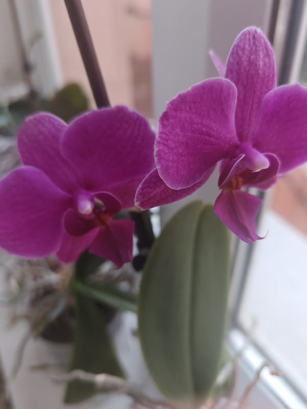 Elegant cafe interior and orchid flowers documented