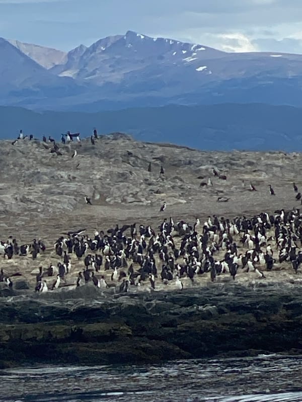Tourists observe penguin colony from boat near Ushuaia