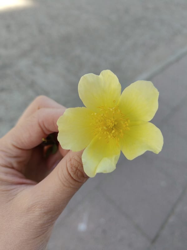 Yellow flowers documented in outdoor setting by witness