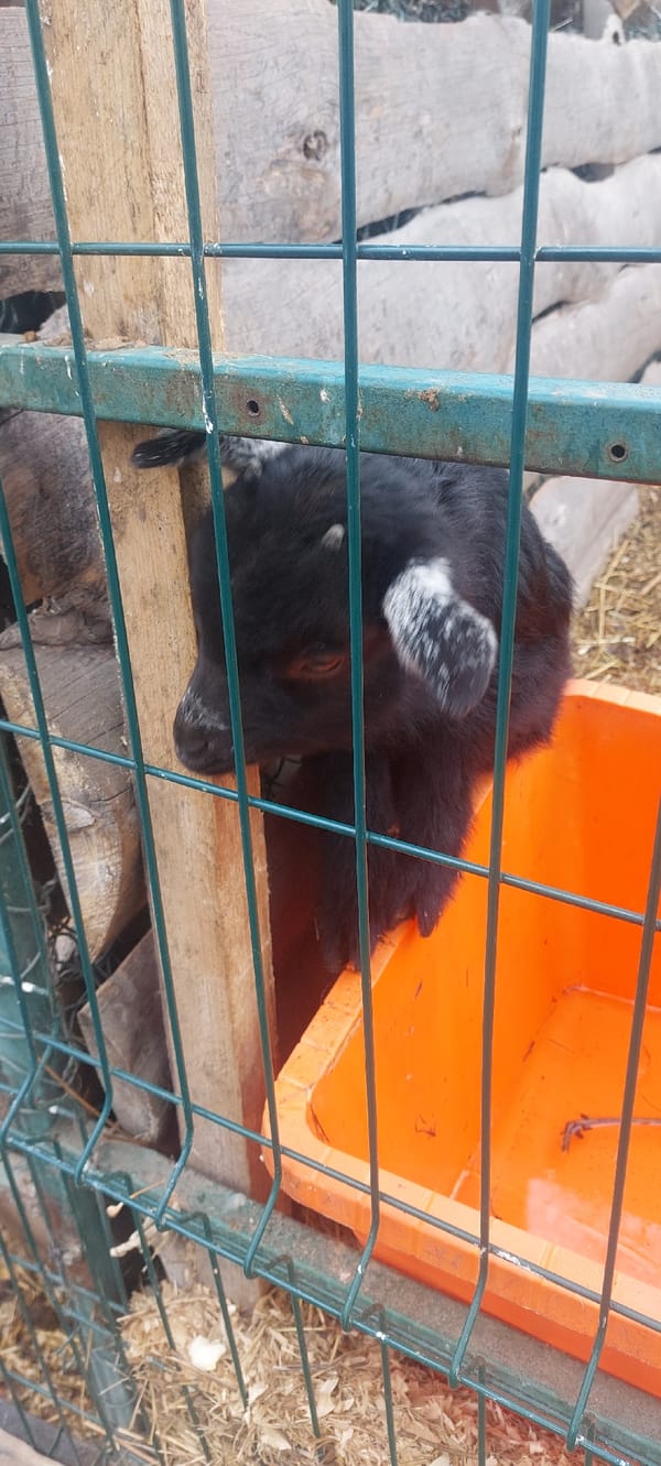 Morning visit to Novosibirsk petting zoo and park documented
