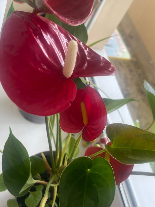 Minsk morning: flowers, stormy skies, and creative work at home
