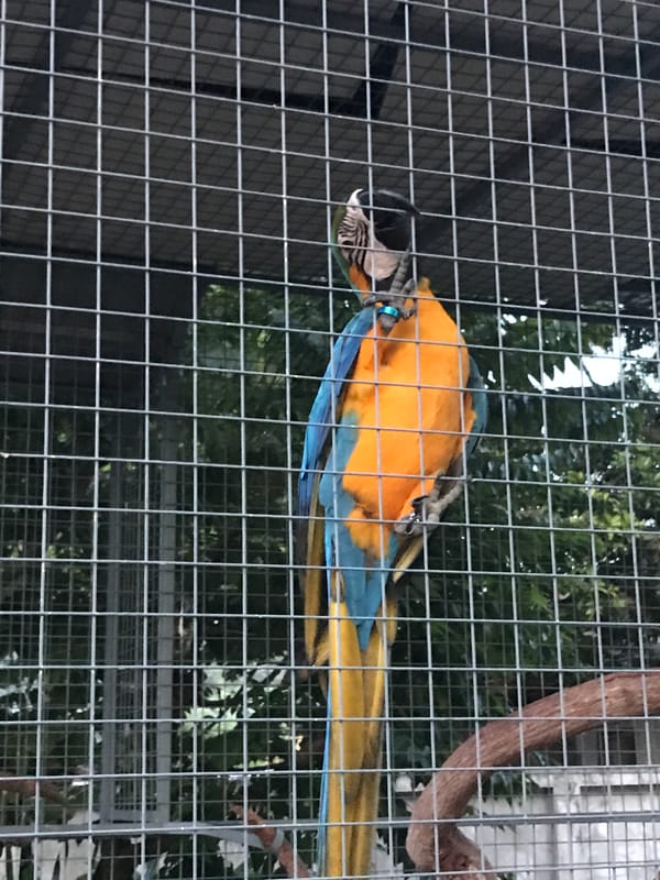 Blue-and-yellow Macaws spotted in cages in rural Thailand