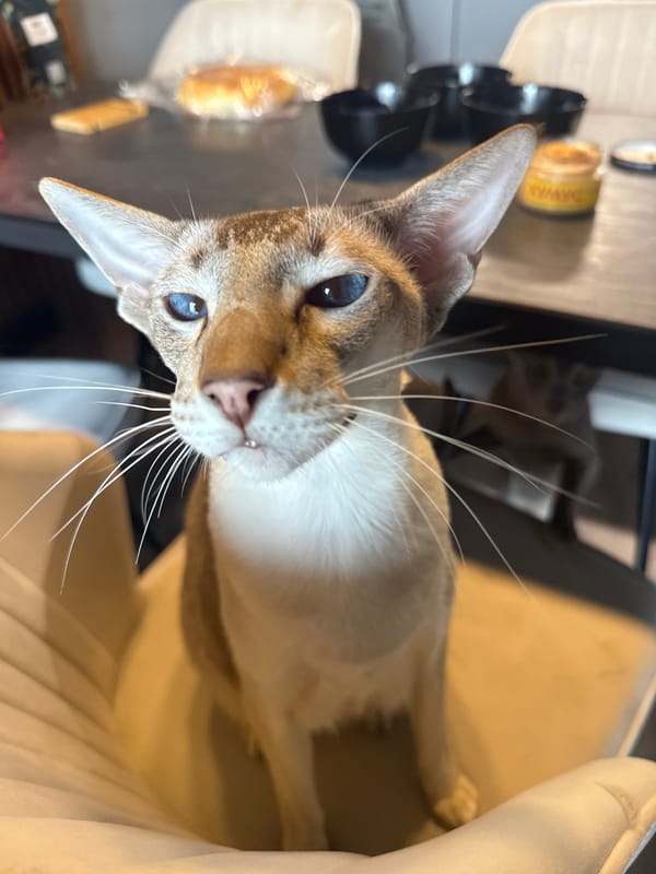 Oriental Shorthair cats at home in Saint Petersburg
