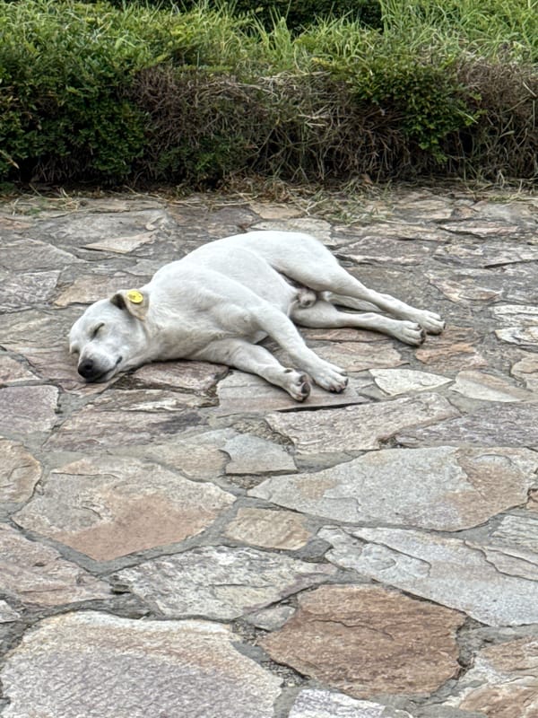 Lazy morning in Aksakovo: sleeping dog, streetwear, and crypto charts