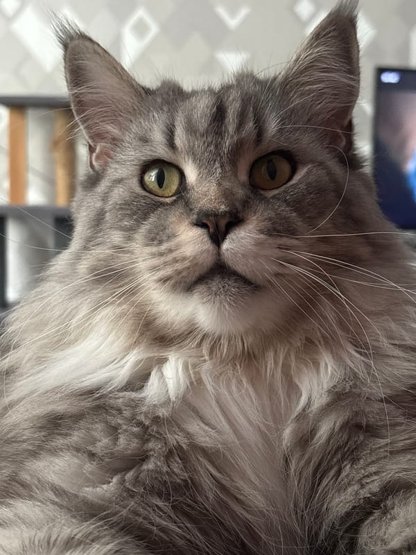 Maine Coon cat lounging at home in Kazan
