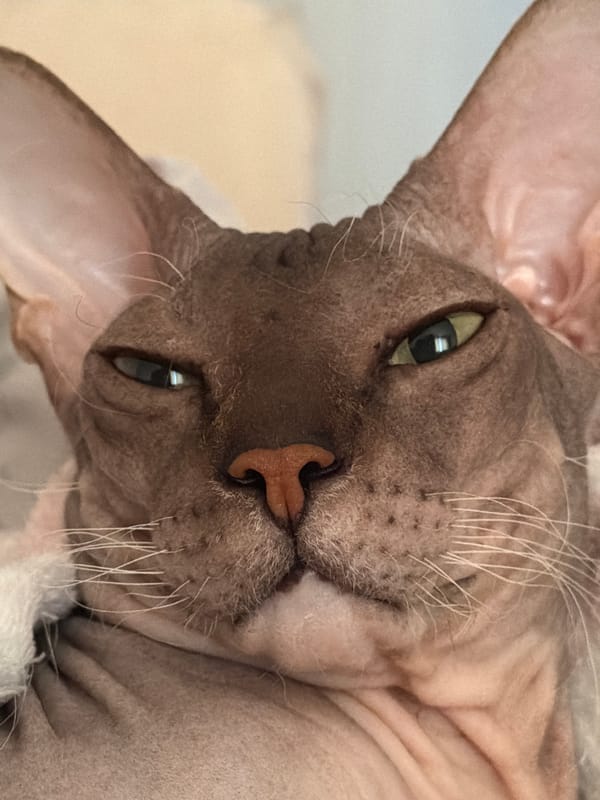 Sphynx Cat Captured Resting and Grooming in Bed