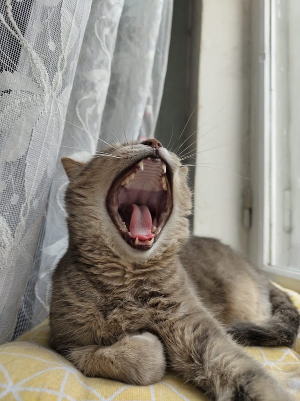 Tabby cat fully committed to doing absolutely nothing