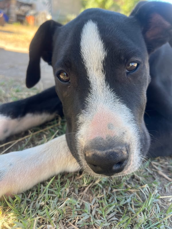 Woman plays with dogs in rural Argentina village