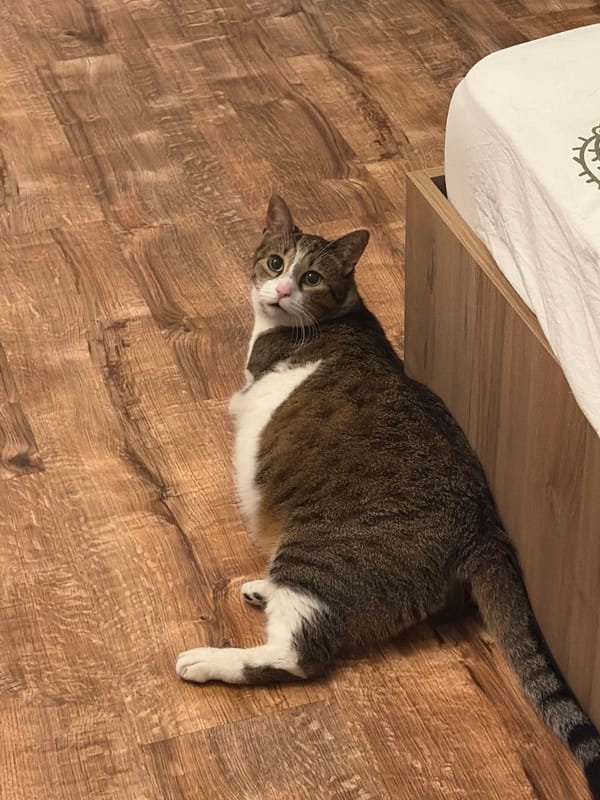 Tabby cat lounges on wooden floor near a pink guitar