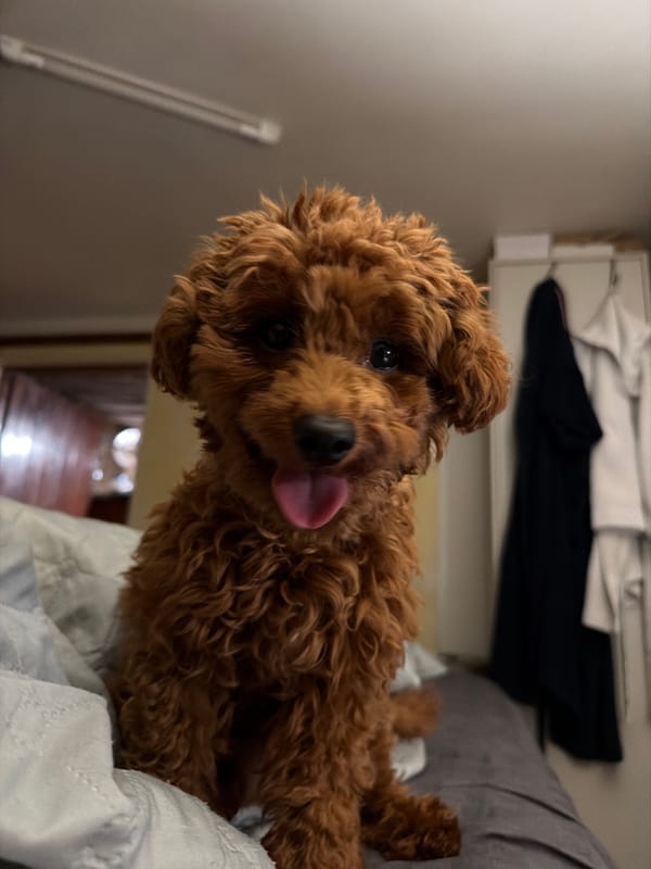 Brown poodle at home in Sofia, very comfortable being photographed