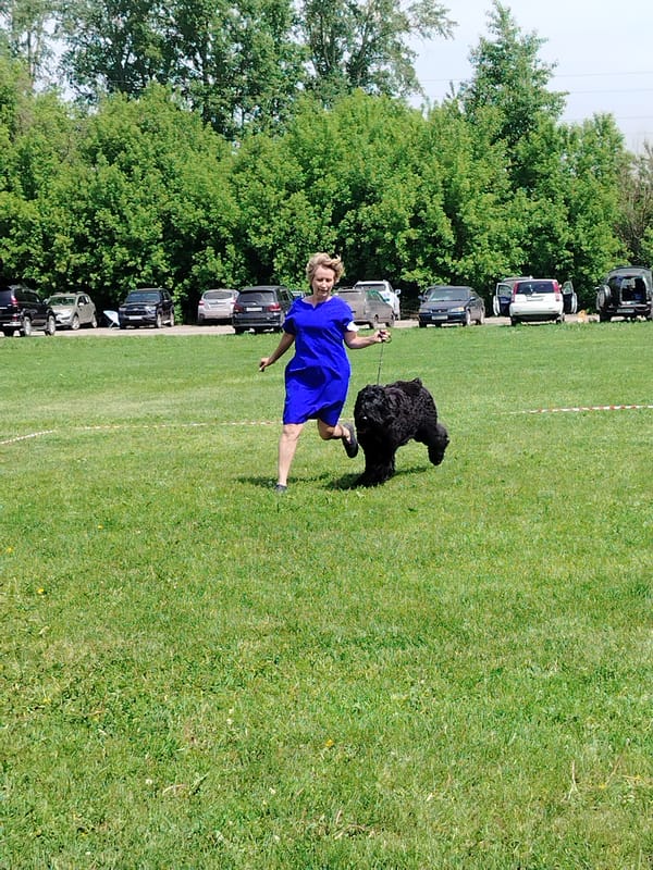 Dog show held in Kiselyovsk Russia morning hours
