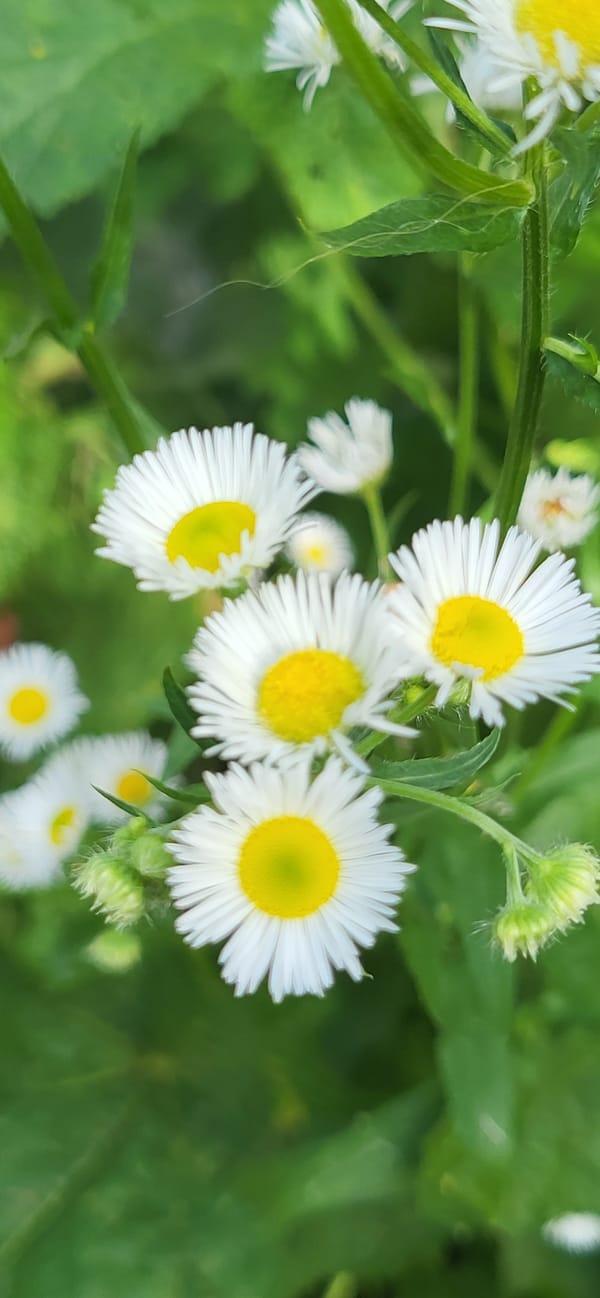 Garden flowers in close-up, Tetianivka, Ukraine