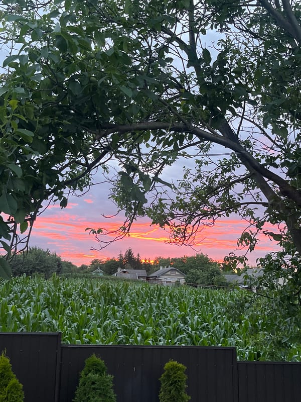 Dusk at a rural Ukrainian home: cats, corn, and a sunset