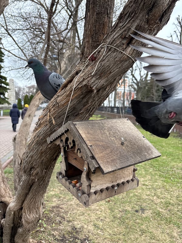 Morning scenes documented in Ulyanovsk parks and historic sites