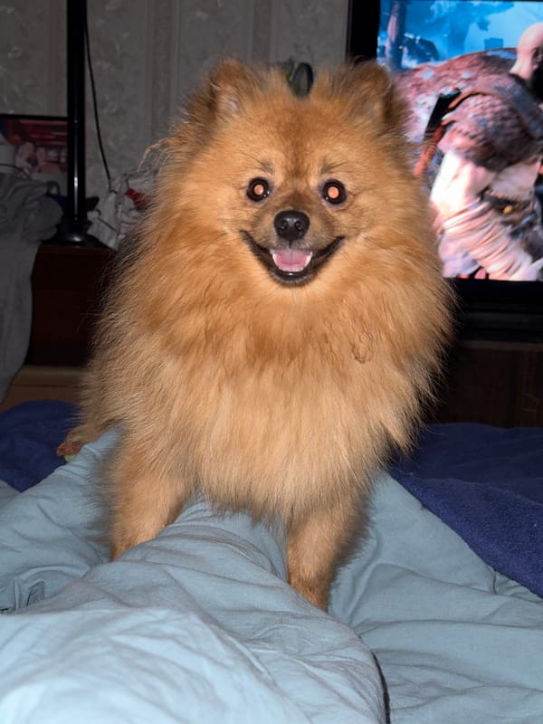 Pomeranian dog spotted resting on bedding in Khimki home