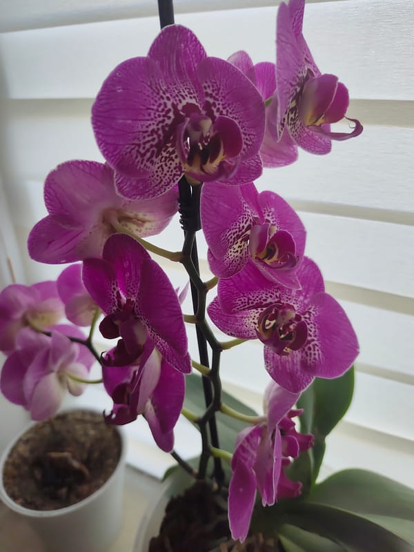 Close-up shots of orchids and houseplants in Chișinău