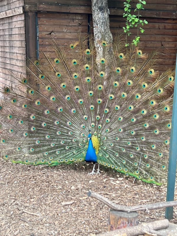 Moscow park hosts peacocks, arm wrestling, children's activities Saturday morning