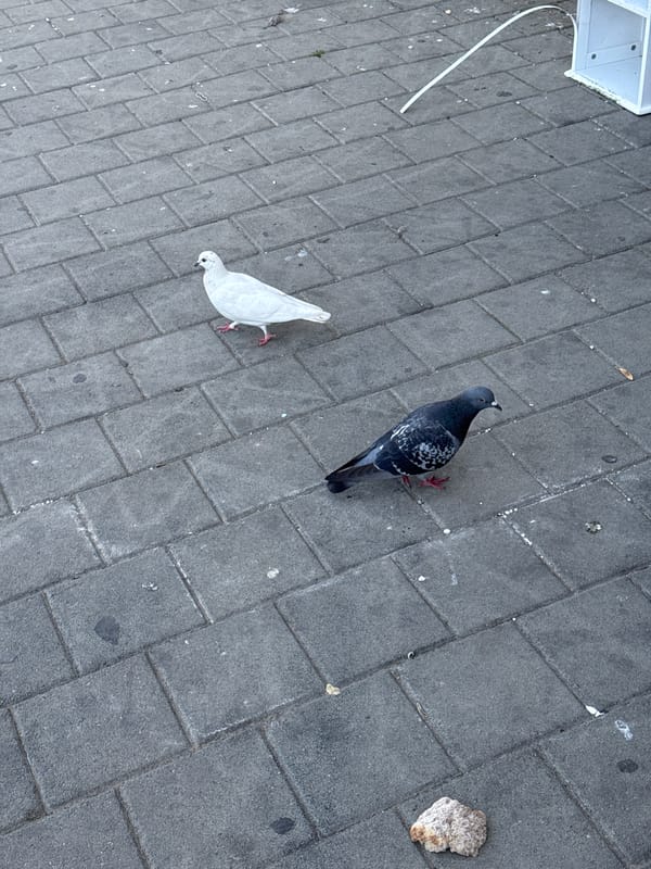Pigeons spotted near bread on Tel-Aviv pavement