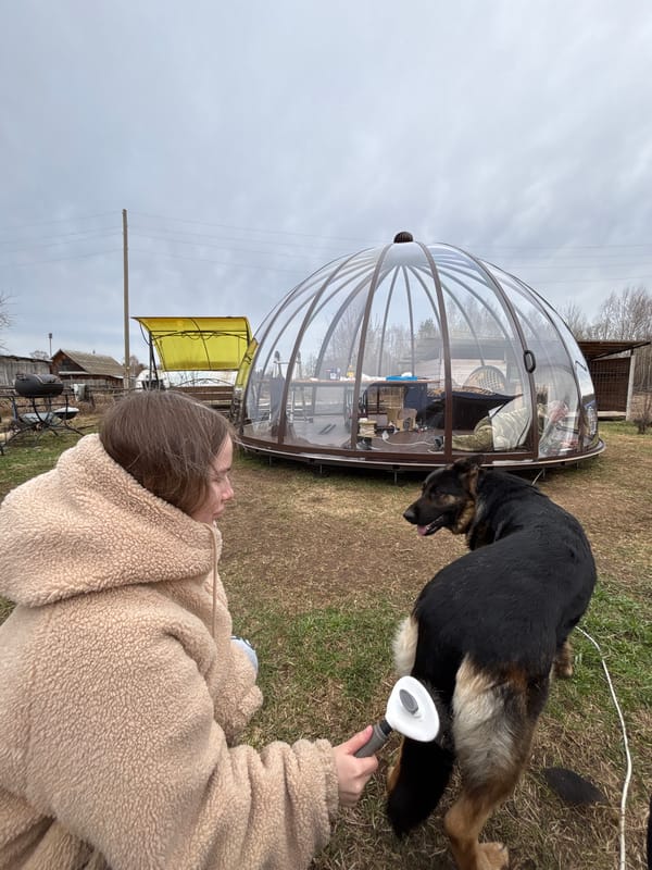 Dog grooming session documented in Zhigalki, Russia