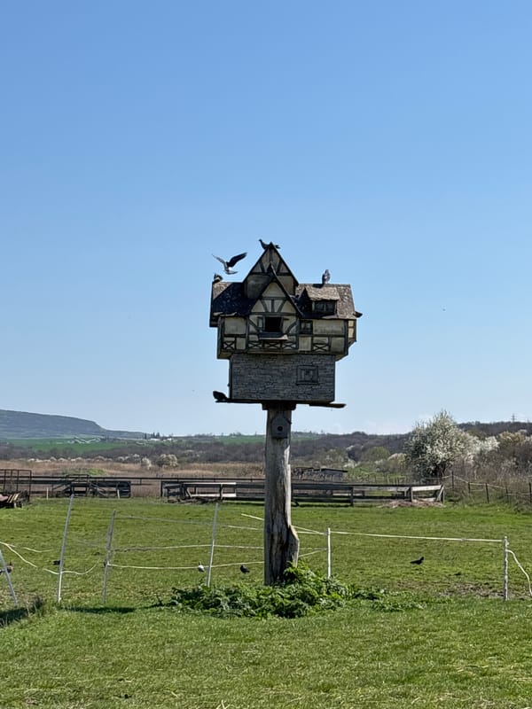 Rural scenes documented in Burgas: birdhouse, miniature horse