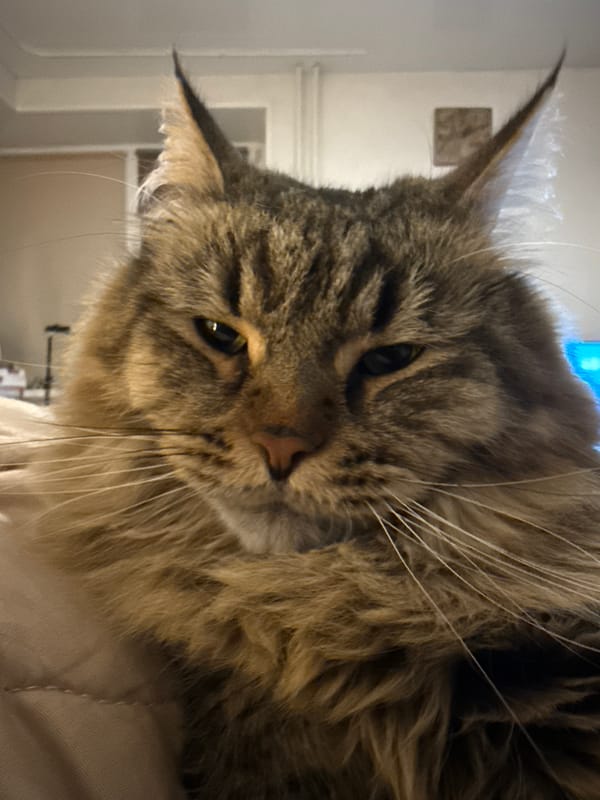 Maine Coon cat photographed resting in Izhevsk, Russia