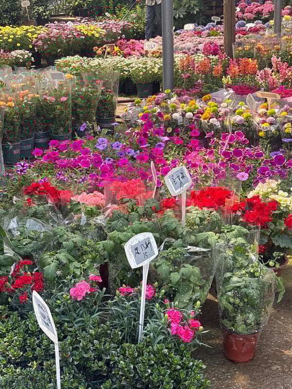Morning flower market displays documented across Yongchuan, Shenglilu China