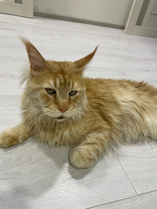 Maine Coon cat documented lounging around Ukrainian home Sunday afternoon