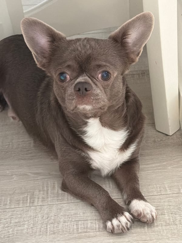 Family life documented in Votkinsk with children and Chihuahua