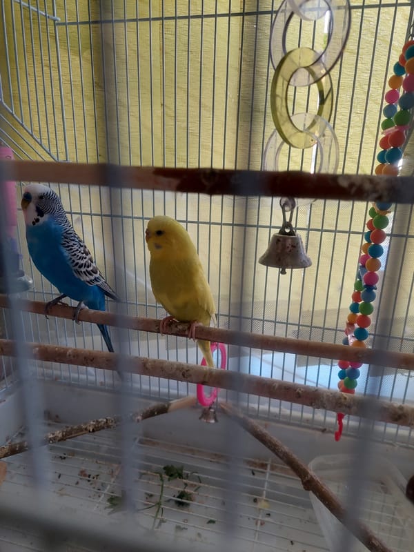 Cats and budgies at home in Rostov-on-Don