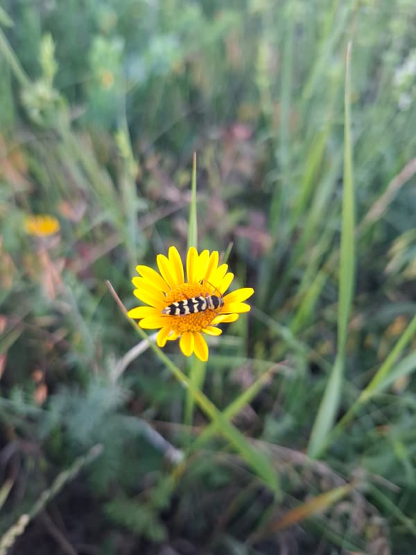 Wildflowers and sunset light at Krasnaya Skala