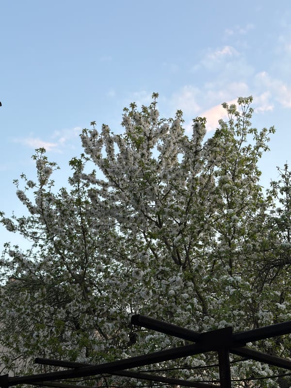 Spring blossoms photographed in Debelets, Bulgaria