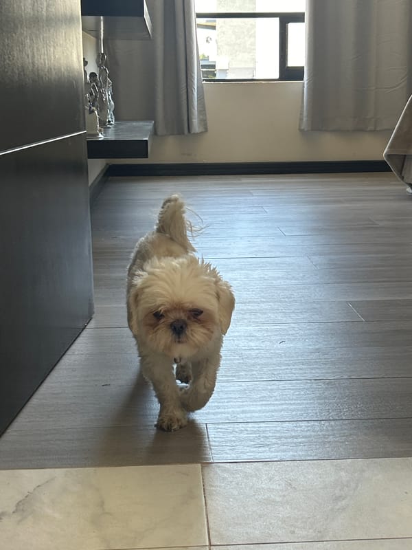 Shih Tzu dog spotted indoors in Santa Clara Ocoyucan