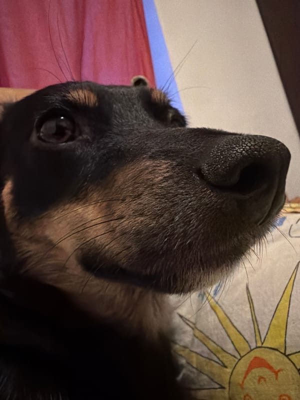 Close-up pet and human portraits documented in Sofia