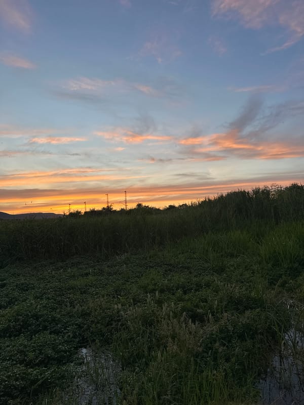 Golden hour along a reed-lined waterway, turtle included