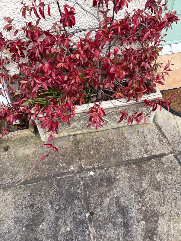 Spring garden displays documented across Shropshire villages