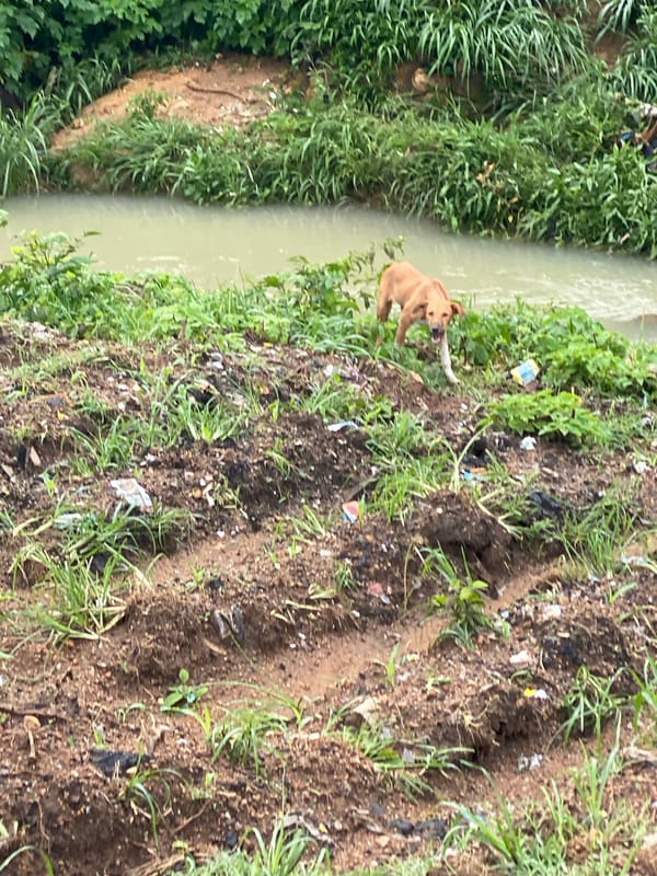 Litter, stray animals, and a polluted stream in Jos, Nigeria
