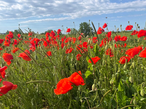 Spring wildflower fields bloom in Chetuk, Russia