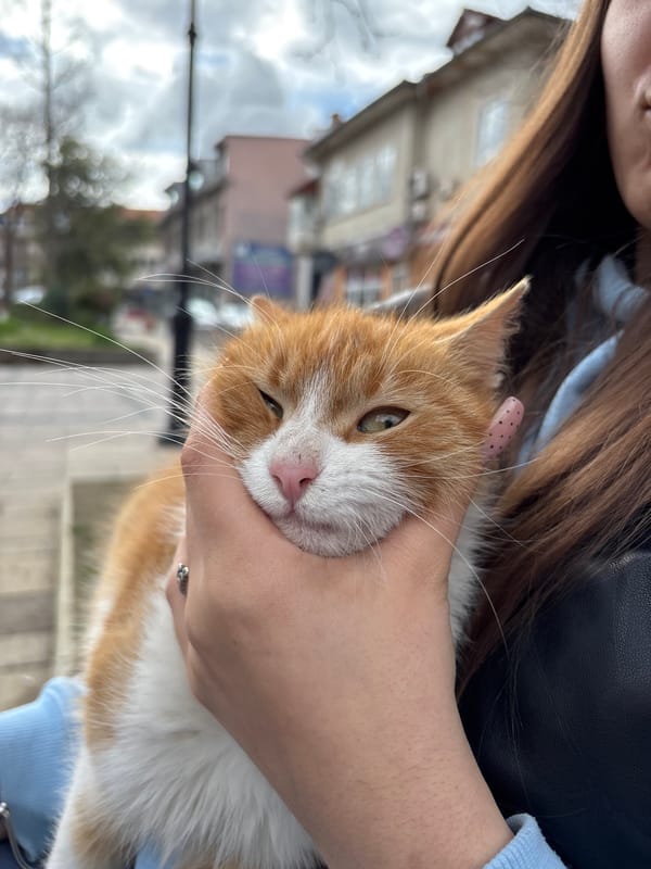 Pet moments captured in Karlovo, Bulgaria Friday afternoon