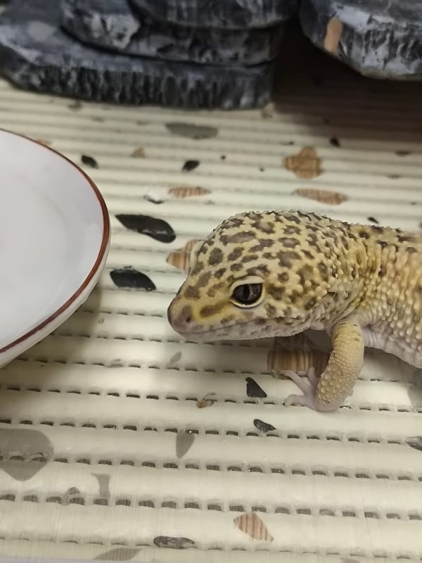 Daily life moments captured across Chaikovsky, Russia