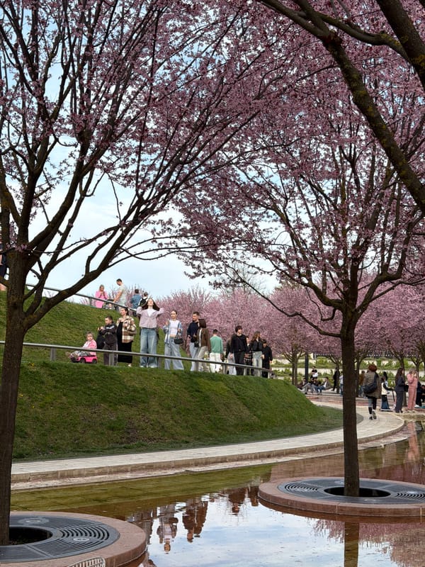 Spring cherry blossoms draw visitors to Krasnodar park