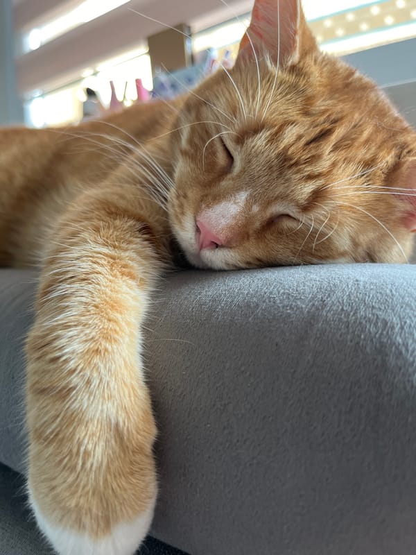 Orange tabby cat naps hard on a gray sofa in Zabrze