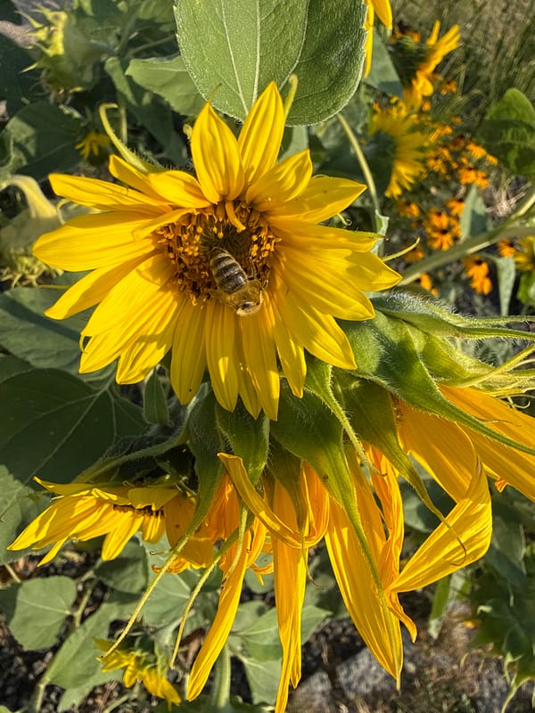 Bees foraging on a sunflower in bloom, Prague