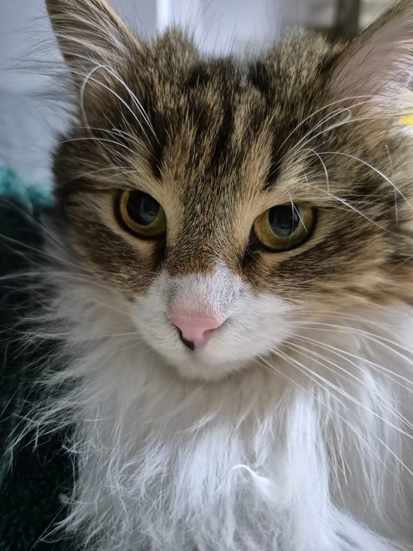 Brown and white cat photographed in close-up portrait
