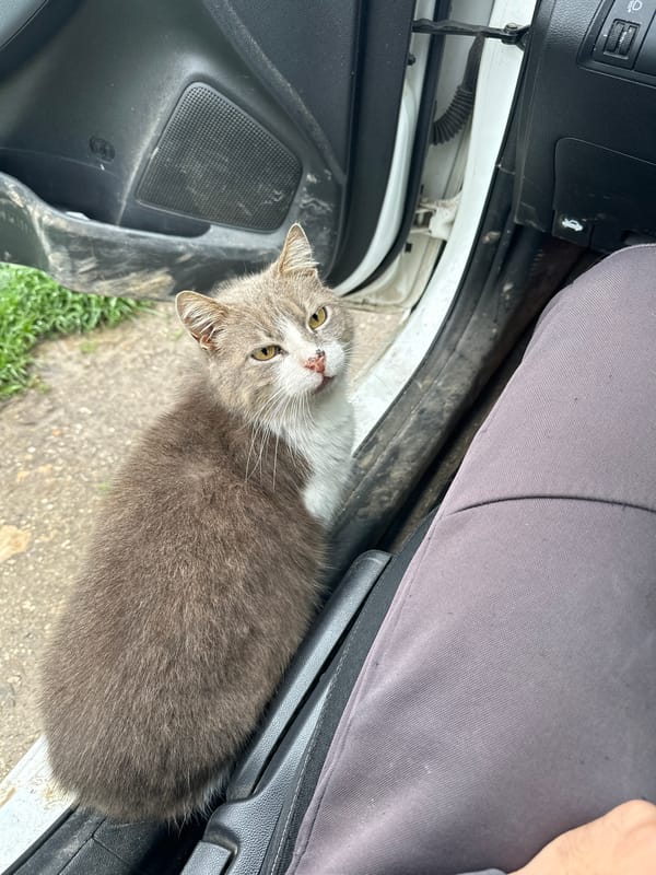 Cat spotted inside parked car in Bulgarian town