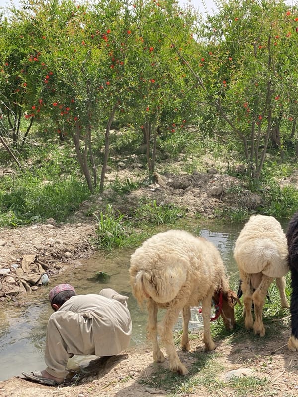 Rural Afghan children tend livestock near streams in morning