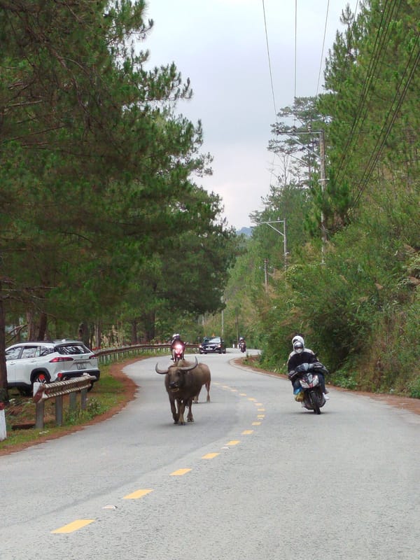 Water buffalo block mountain road in Da Lat, Vietnam