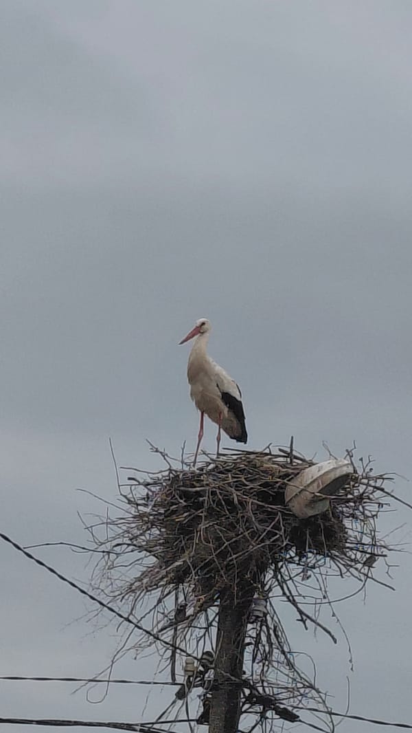 White stork observed tending nest atop utility pole
