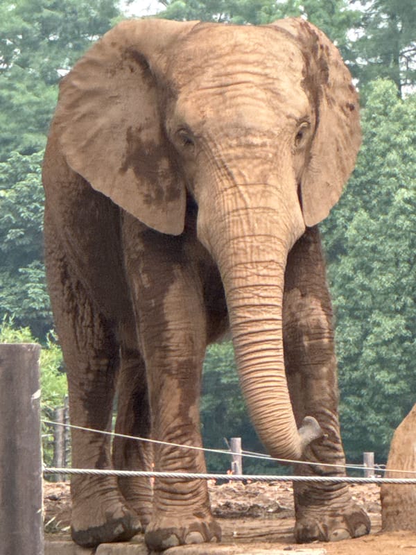 Up close with an elephant at a Pudong zoo
